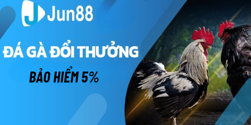 Gói Bảo Hiểm Đá Gà Thưởng Lên Đến 5% Cho Mọi Hội Viên